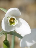 Fototapeta Tulipany - 白い花