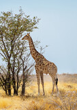 Fototapeta Sawanna - African Giraffe walking at the Etosha National Park, Namibia. Vertical landscape with Giraffa eating leaves on a tree, wildlife of savannah. Wild African animal in the natural habitat, Africa.