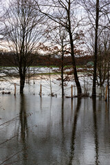  Die Lippe ist über die Ufer getreten. Das Hochwasser hat  einen Acker überflutet. Die Bäume spiegeln sich im Wasser.