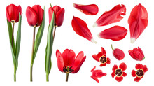Realistic Red Tulips With Petals Set On Transparent Background