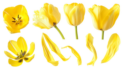 Wall Mural - Realistic yellow tulips with petals set on transparent background