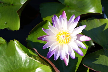 Canvas Print - Beautiful lotus flowers in the pond