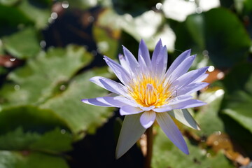 Sticker - Beautiful lotus flowers in the pond