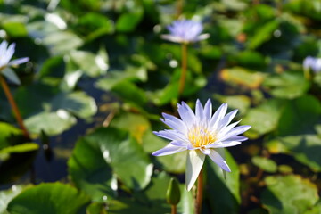 Sticker - Beautiful lotus flowers in the pond