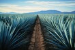 Tequila industry concept with blue agave plantation