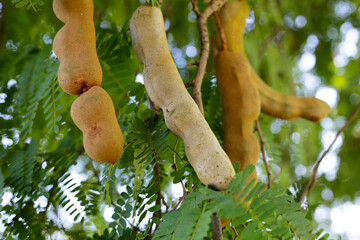 Sticker - Tamarind fruits with green leaves