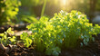 parsley plant spreads in a herb bed, refreshed by the crisp sunlight of a spring dawn
