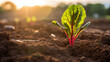 A tender beetroot leaf emerges in a cultivated land, greeted by the warm, late afternoon sun
