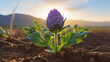 A young artichoke flower prepares to bloom in a field, its purple hues accentuated