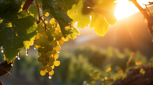 A Tender Grapevine Shoot Ascends In A Vineyard, Glistening With Dew In The Crisp Sunrise