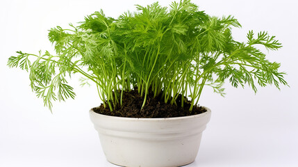 Wall Mural - A sprout of dill in a pot of airy soil mix the feathery leaves delicate against the white background