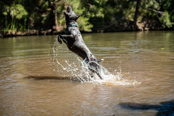 Canvas Print - Blue heeler dog splashing in a river