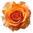 Orange Rose on isolated background
