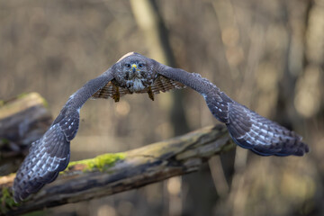 Canvas Print - Common Buzzard (Buteo buteo) flying in the forest