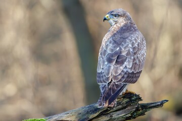 Canvas Print - Common Buzzard (Buteo buteo) sitting on a branch. Birds of prey . Wildlife scenery.	