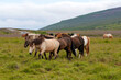 Herde von Islandpferden trabt über die Weide