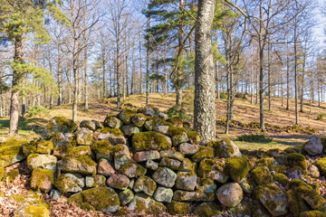 Poster - Old stone wall with moss in a tree grove at springtime