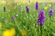 Spring meadow and orchid Dactylorhiza majalis.