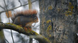 Eichhörnchen (Sciurus) im Winter