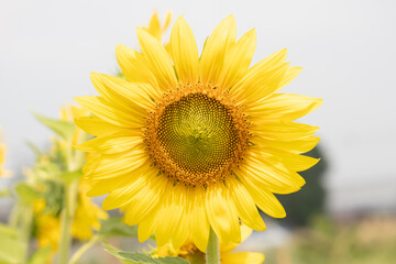 close up of blooming sunflower