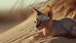 Chat de race sphynx couché dans le désert, chat sans poil