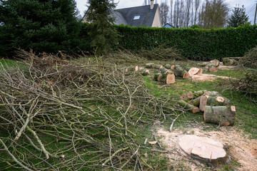 Wall Mural - Elagage et coupe d'arbres chez un particulier. Troncs découpés au sol. Bois de chauffage