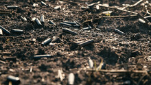 A Scorched Field After A Battle With A Machine Gun Shell. Field With Small Sprouts Of Plants. War Concept