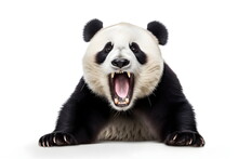 Panda Bear Shout Isolated On White Background, Generative AI