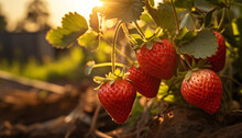 Recreation Of Strawberries Hanging In A Plant At Sunset