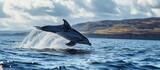 Fototapeta  - Common dolphin delphinius delphis leaping clear of the water during a whale watching tour from Tobermory on the Isle of Mull Inner Hebrides Scotland. with copy space image