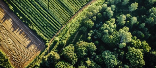 Poster - Green potato field plantation with rows aerial drone photo. with copy space image. Place for adding text or design