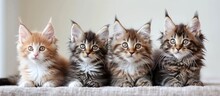 Delight In The Cuteness Of Maine Coon Kittens With These Heartwarming Images Maine Coon Kittens Are Known For Their Oversized Paws And Sweet Personalities. With Copy Space Image