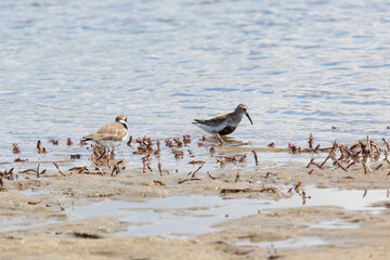 Wall Mural - Dunlin stands on the sandy river bank