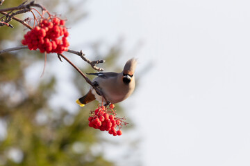 Wall Mural - Waxwings eat rowan berries, close-up