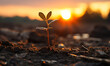 A solitary young plant sprouting from parched earth at sunset, symbolizing hope, new beginnings, and the resilience of nature amidst adversity