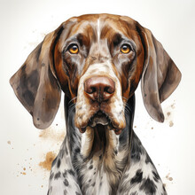 Watercolor German Shorthaired Pointer Clipart, Generative Ai