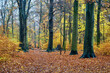 Regentag im herbstlichen Laubwald - rainy day in the autumn forest
