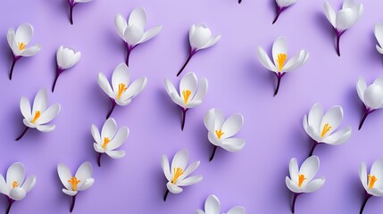 Wall Mural - flat lay top view crocus flowers scattered on clean purple background ,fashionable flowers art photo design, Generative Ai
