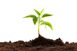 young plant sprout growing from soil isolated on white or transparent png background