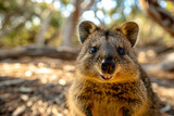 Fototapeta Zwierzęta - Quokka with a charming smile, on Rottnest Island, with natural bushland in the background