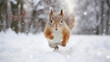 squirrel in winter, a cute fluffy squirrel in the wild runs through fluffy snow in a snowfall in a dynamic pose