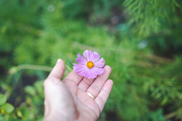 Wall Mural - Pink cosmos cosmea flower bud in a woman's palm in a green spring garden