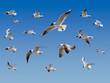 A group of flying seagulls individually on a blue background