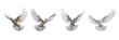 A set of single white color doves flying on a transparent background in the top view. PNG