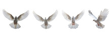 A Set Of Single White Color Doves Flying On A Transparent Background In The Top View. PNG
