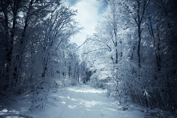 Sticker - snowy forest road on cold winter day