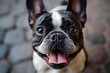 A lively french bulldog barks joyfully with its snout upturned, showing off its playful spirit and love for the outdoors