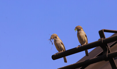 Wall Mural - A pair of sparrows with building material in their beaks against a blue sky.