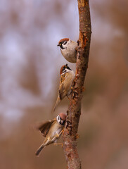 Wall Mural - Three sparrows on a vertical branch, against a blurred background of an indeterminate color....