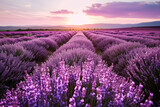 Fototapeta Kwiaty - Blooming lavender field